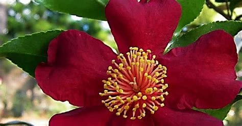 The Art of Propagating and Caring for October Magic Crimson and Clover Camellia